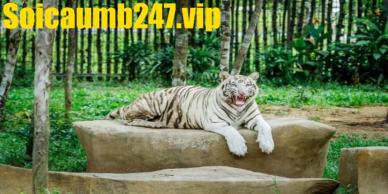 Điềm báo chi tiết liên quan đến giấc mơ bao thấy hổ
